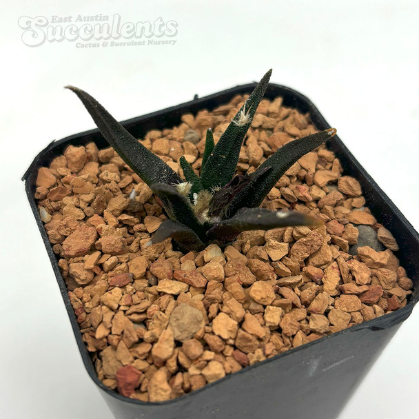 Ariocarpus agavoides