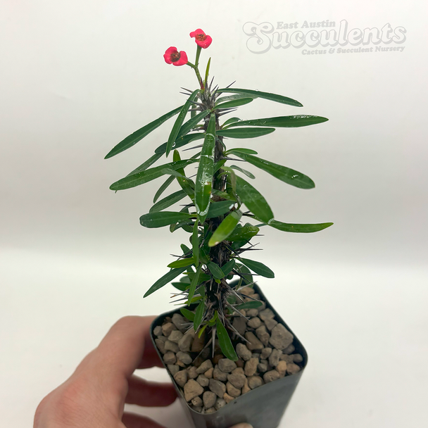 Euphorbia "Gobbit" gottlebei x milii dwarf form