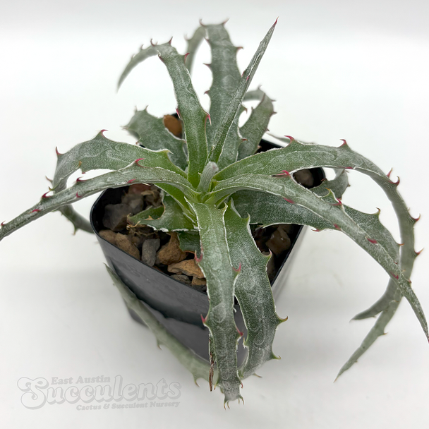 Hechtia rosea for sale at East Austin Succulents