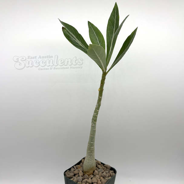 Adenium obesum "Gold Dust"