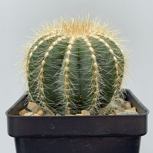 Notocactus magnificus (Parodia magnifica)