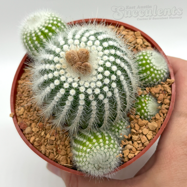 Notocactus scopa