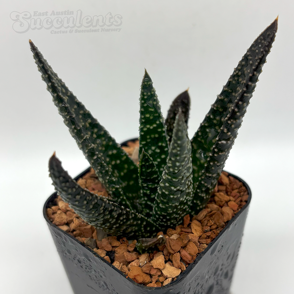 Gasteraloe 'royal highness'