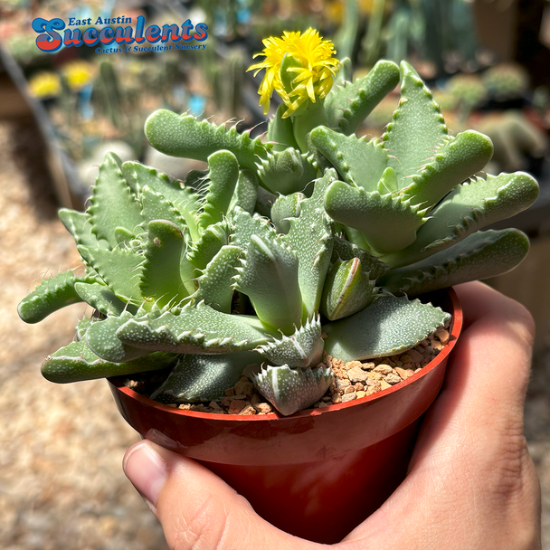 Faucaria Tigrina 'tiger jaws'