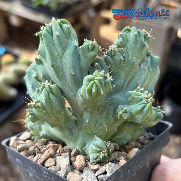 Myrtillocactus geometrizans 'Gumby' for sale at East Austin Succulents