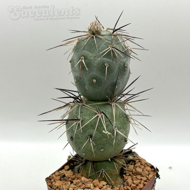 Tephrocactus alexanderi for sale at East Austin Succulent