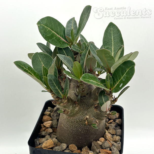 Adenium Thai socotranum "Black Skin" for sale at East Austin Succulents