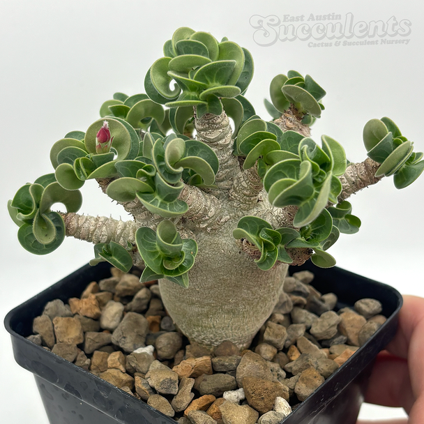 Adenium Thai Socotranum "Dorset Horn"  for sale at East Austin Succulents