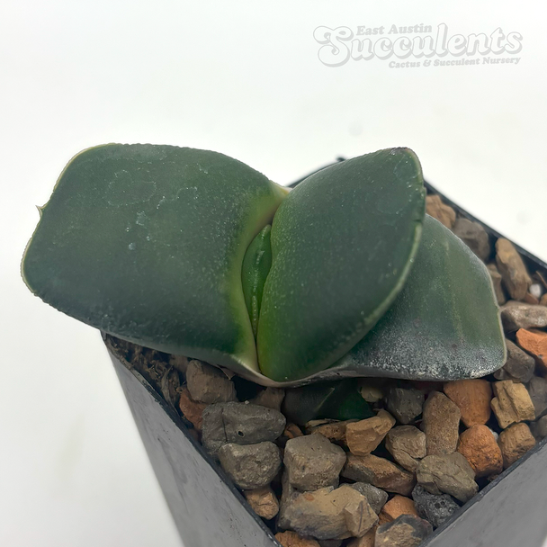 Gasteria armstrongii hybrid