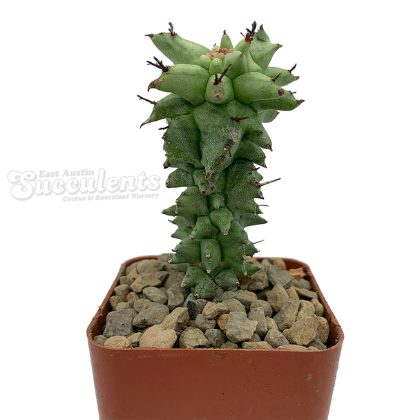 Euphorbia horrida monstrose