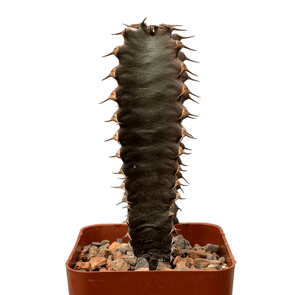 Euphorbia canariensis