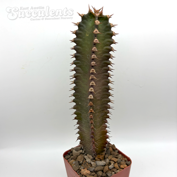 Euphorbia canariensis