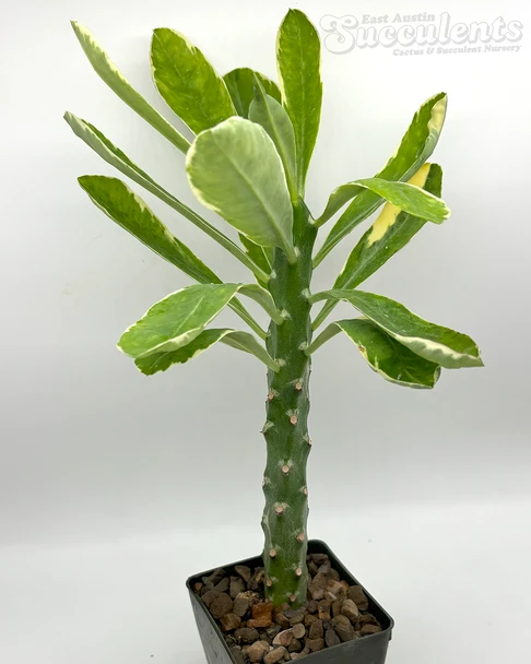 Euphorbia neriifolia variegata