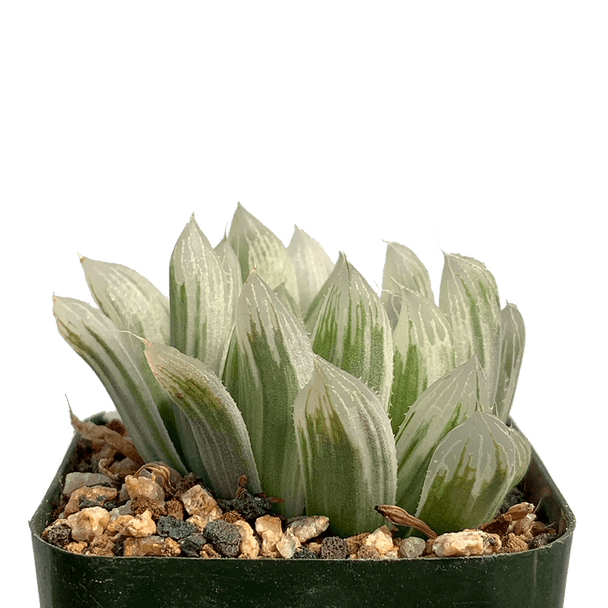 Haworthia 'Casper' cuspidata x cymbi x obtusa var.