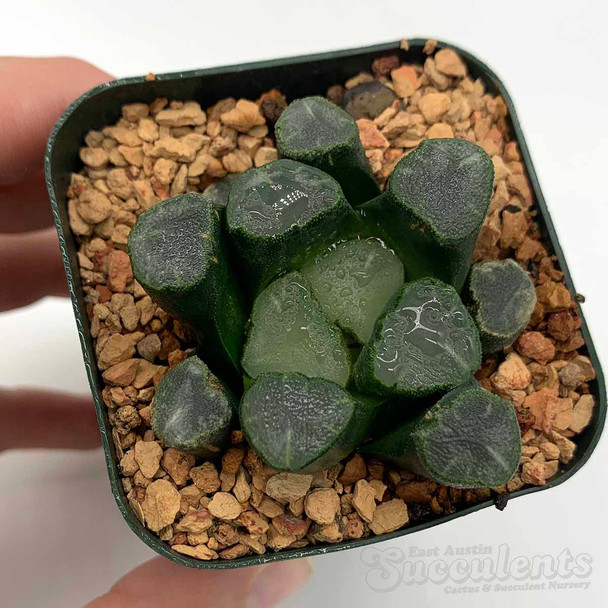 Haworthia maughanii