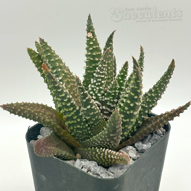 Tulista pumila
