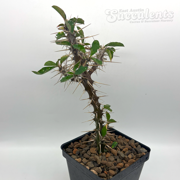 Euphorbia hofstaetteri