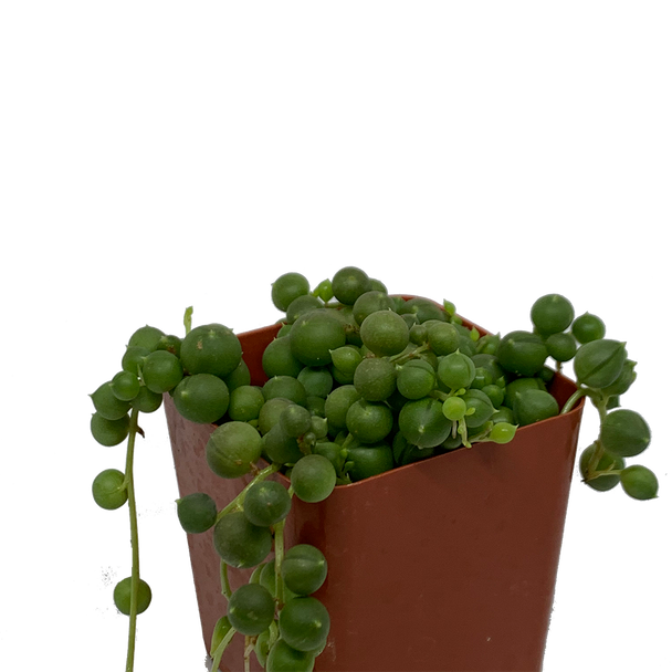 String of Pearls (Senecio rowleyanus) [small]