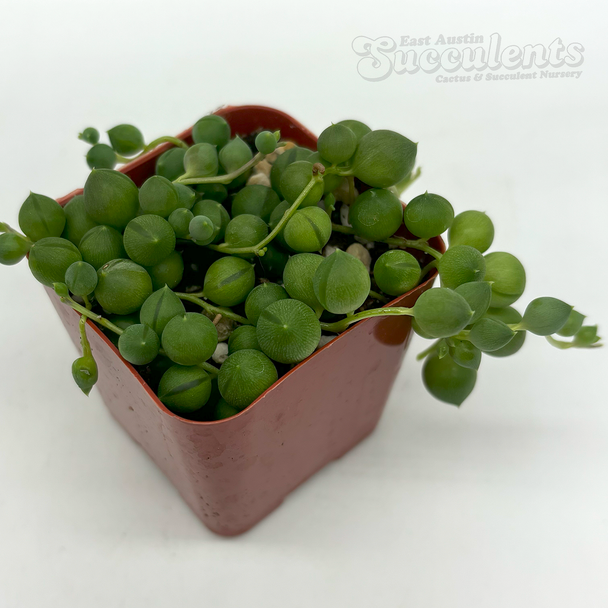 Senecio rowleyanus 'String of Pearls'