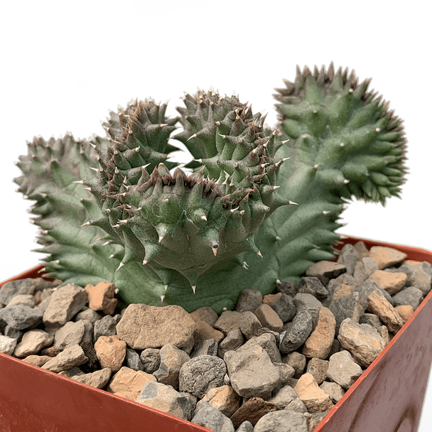Luckhoffia beukmannii cristata