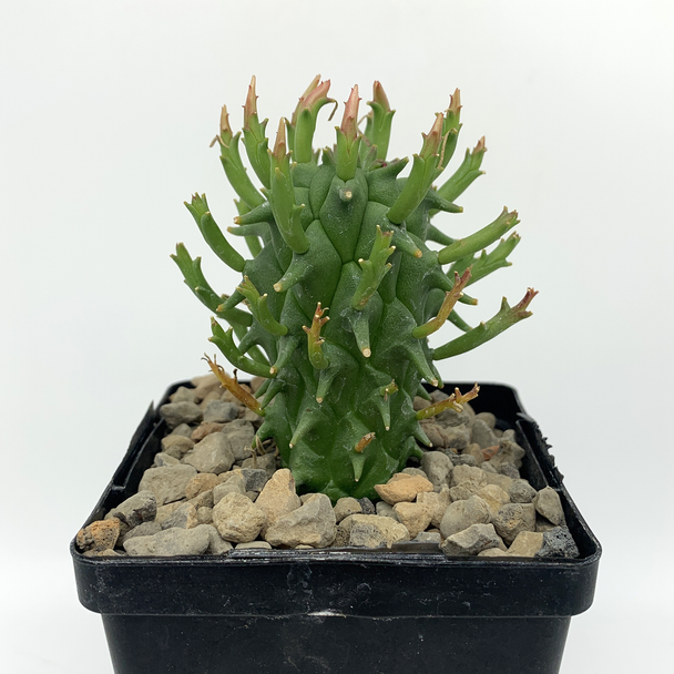 Euphorbia schoenlandii