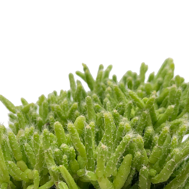 Rhipsalis cereuscula “Coral Cactus” [small]