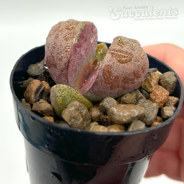 Pleiospilos nelii ‘Royal Flush’