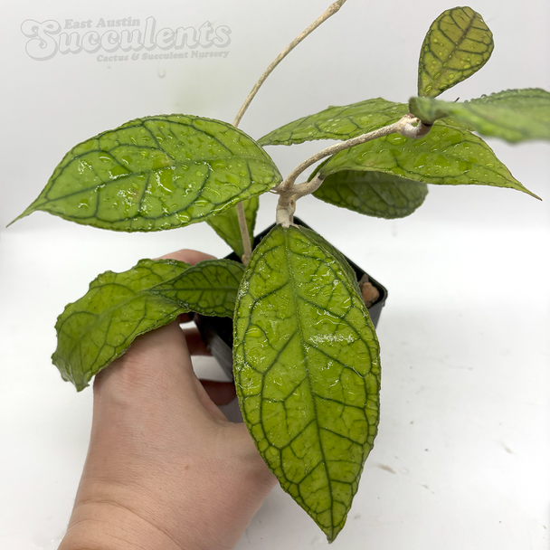 Hoya finlaysonii