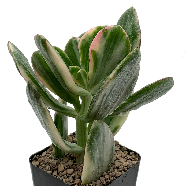 Crassula ovata variegata ''Tricolor Jade'' East Austin Succulents