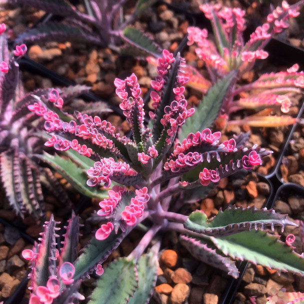 Kalanchoe 'Pink Butterflies'