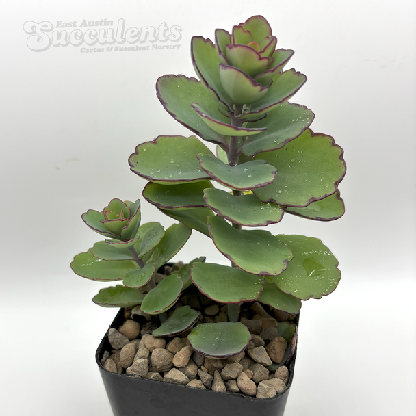 Kalanchoe laxiflora