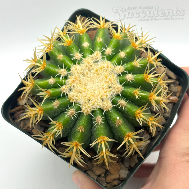 Echinocactus grusonii monstrose brevispinus 'Plastica'