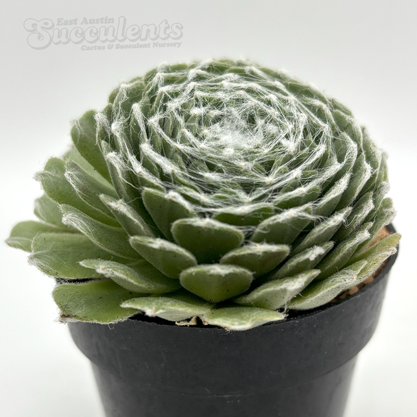 Sempervivum arachnoideum 'Cebenese'
