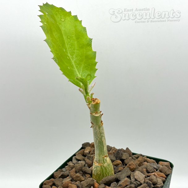 Cyphostemma juttae