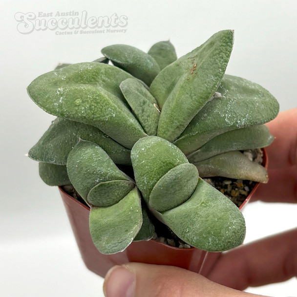 Gasteria glomerata