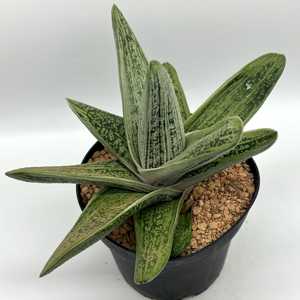 Gasteria 'Little Warty'