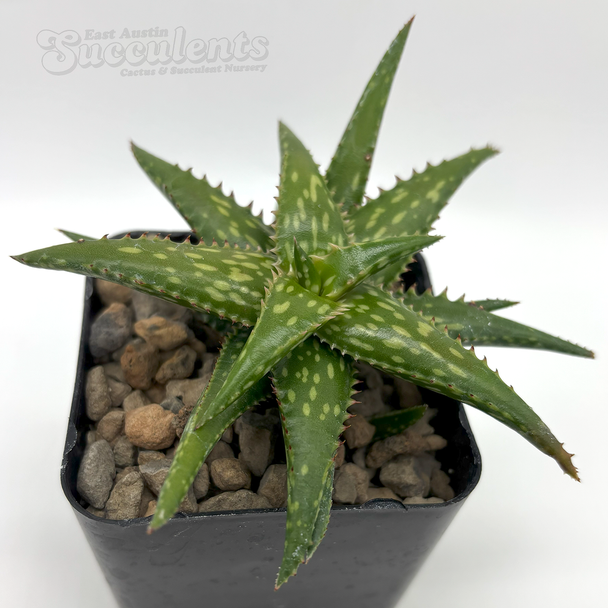 Aloe jucunda