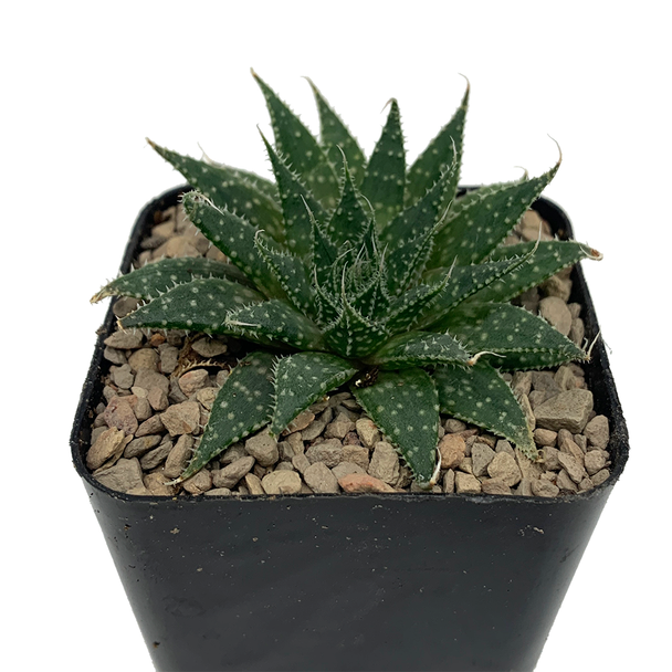 Aloe aristata for sale East Austin Succulents