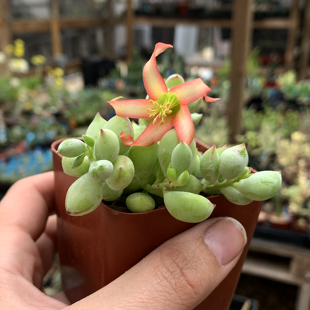 Cotyledon pendens