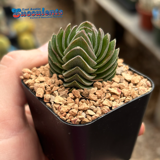 Crassula "Buddha's Temple"