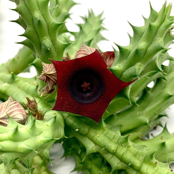 Huernia schneideriana East Austin Succulents
