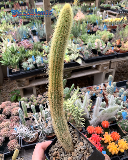 Cleistocactus winteri 'Golden Rat Tail'