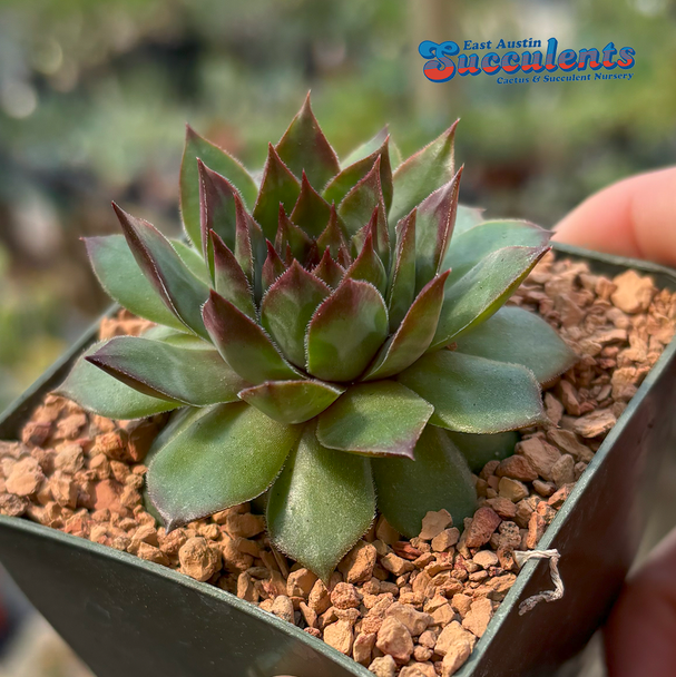 Sempervivum 'Maria Laach'