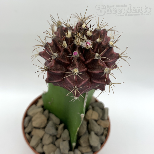 Moon Cactus - Purple & Pink