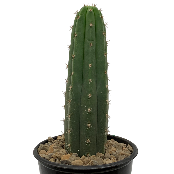 Trichocereus (Echinopsis) bridgesii "Bolivian Torch"