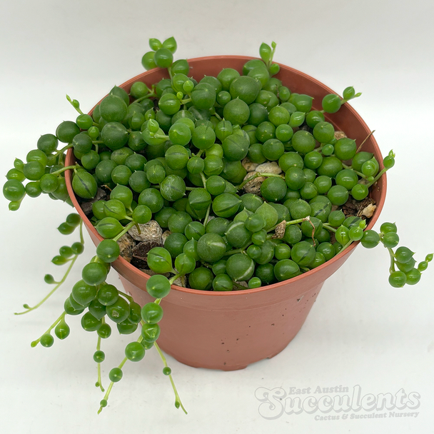 Senecio rowleyanus 'String of Pearls'