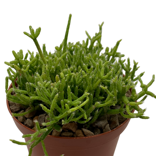 Rhipsalis cereuscula “Coral Cactus” [medium]