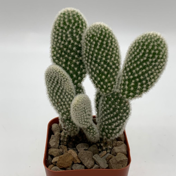 Opuntia microdasys cv ‘Albata’ “Angel Wings Cactus”