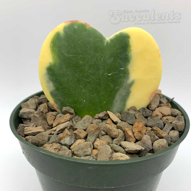 Hoya kerrii variegata “Heart Leaf Hoya”
