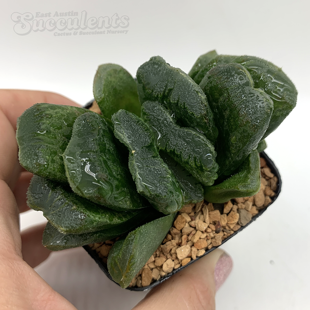 Haworthia maughamutica